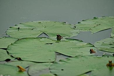 有钱人的快乐！马斯克曾要求前女友cos《守望先锋》天使